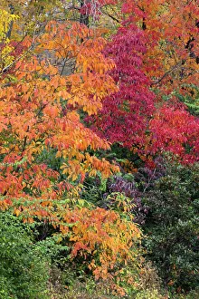 Kentucky: Autumn leaves, Oldham County, Kentucky