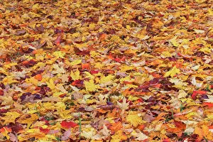 Kentucky: Autumn leaves, Oldham County, Kentucky