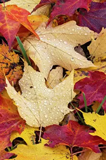 Kentucky: Autumn leaves, Oldham County, Kentucky