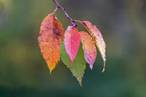 Kentucky: Autumn leaves, Oldham County, Kentucky