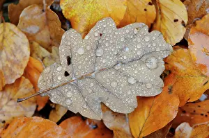 Waterdrops: Autumn leaves of unidentified tree covered with waterdrops