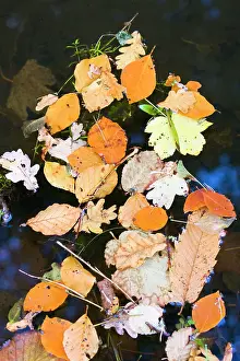 Dyke: Autumn Leaves - various species floating on dyke