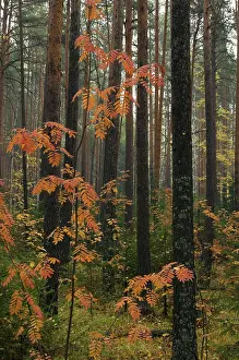 Sorbus: Autumn leaves of a young European Rowan tree growing