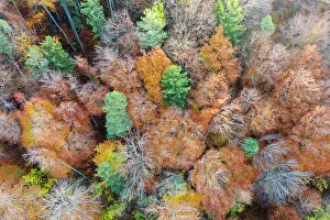 251119: Autumn mixed forest, F&, x2e9b3965;nland, aerial