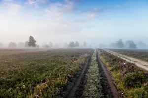 Heide: Autumn morning mist at sunrise with flowering Common
