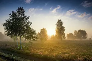Heide: Autumn morning mist at sunrise with flowering Common