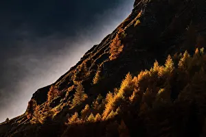 Larix: Autumn mountain larch forest (Larix decidua) with