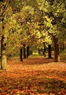 Silence: Autumn park