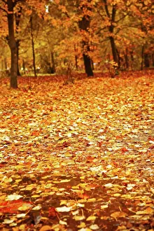 Forecast: Autumn park after a rain