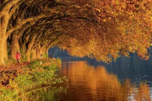 Plane: Autumn plane tree avenue at Lake Baldeney with walker