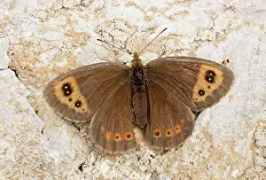 Vercors: Autumn Ringlet Butterfly September Vercors Mountains, France
