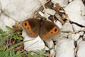 Vercors: Autumn Ringlet Butterfly September Vercors Mountains, France