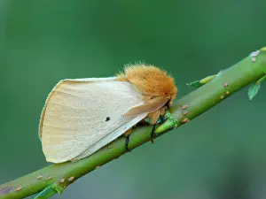 Bombycidae: Autumn silkworm moth (Lemonia taraxaci), Yellow