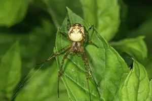 Orbweaver: Autumn spider (Metelina segmentata) on a leaf tip