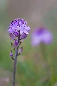 Scilla: Autumn Squill