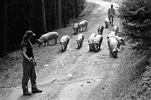 Transhumance: Autumn transhumance of pigs in the Alps