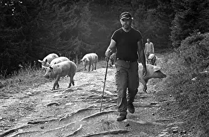 Transhumance: Autumn transhumance of pigs in the Alps