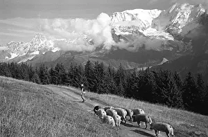 Migrations: Autumn transhumance of pigs in front of the Mont Blanc