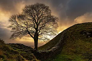 Depression: Autumn tree on a stone wall in a depression with