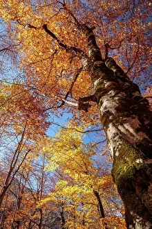 Sergio Arias: Autumn trees