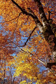 Sergio Arias: Autumn trees