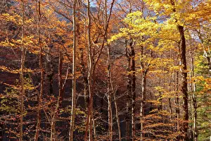 Sergio Arias: Autumn trees