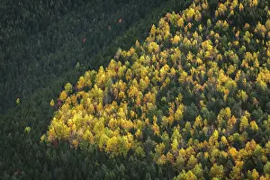 Sergio Arias: Autumn trees