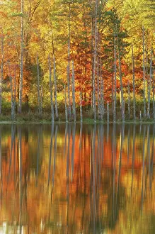Changing: Autumn Trees