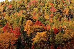 Morne: Autumn Trees - Gros Morne National Park