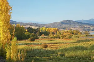 Electric: Autumn Trees, Khancoban, Snowy Mountains