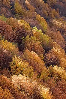 Medulas: Autumn Trees - Las Medulas