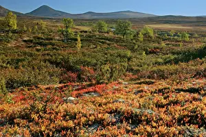 Birches: Autumn tundra - colourful mountain plateau with