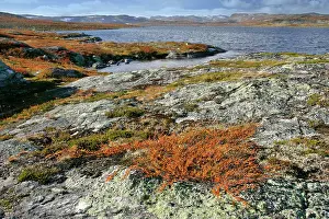 Birches: Autumn tundra - lake and colourful dwarf birch shrubbery
