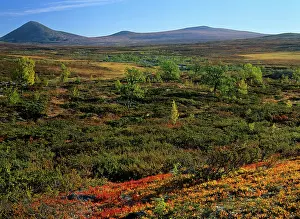 Birches: Autumn tundra - mountain scenery with colourful