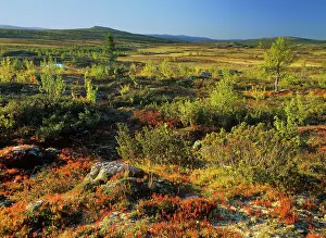 Birches: Autumn tundra - mountain scenery with colourful