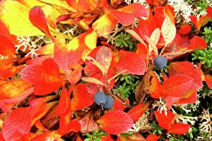 Myrtillus: Autumn tundra - ripe blueberries with brightly