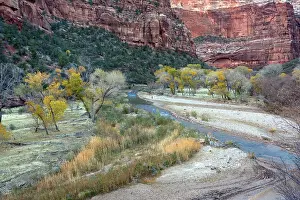 Cottonwoods: Autumn along the Virgin River (North Fork), with cottonwoods