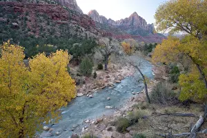 Cottonwoods: Autumn along the Virgin River (North Fork), with cottonwoods