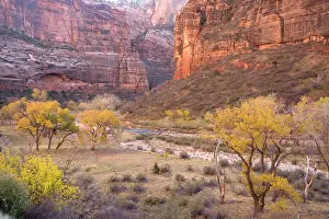 Cottonwoods: Autumn along the Virgin River (North Fork), with cottonwoods