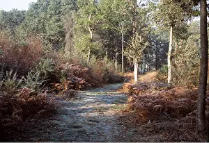 Clearing: AUTUMN WOODLAND - with early frost