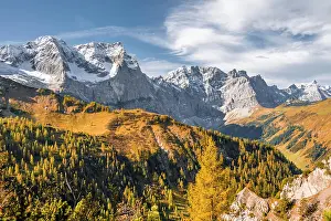 Chiemgau: Autumn, yellow larches in front of mountains, peaks