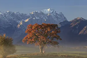 Peaks: Autumnal coloured tree in front of mountain landscape
