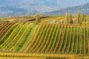 Wine: Autumnal coloured vineyards, Ilbesheim, Southern