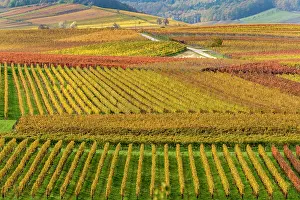 Wine: Autumnal coloured vineyards, Ilbesheim, Southern