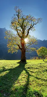 Vomp: Autumnal colourful gnarled maple tree in low sun
