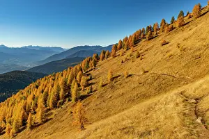 Slope: Autumnal larch forest on a mountain slope against