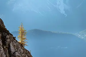 Larix: Autumnal Larch (Larix) on rock face, Ehrwald, Au&, x7e5;rfern