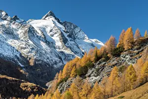 Gro Glockner: Autumnal larches in front of snow-covered Gro&, x7e7;lockner