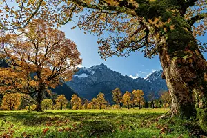 Groer: Autumnal Maple (Acer) in backlight with mountains