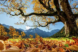 Groer: Autumnal Maple (Acer) in backlight with mountains